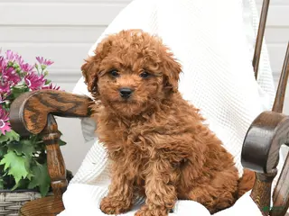 Miniature Poodle dogs for sale: Trevor - Ad 3