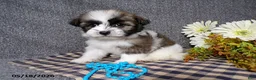 Havanese dogs for sale: Kody - Ad 6