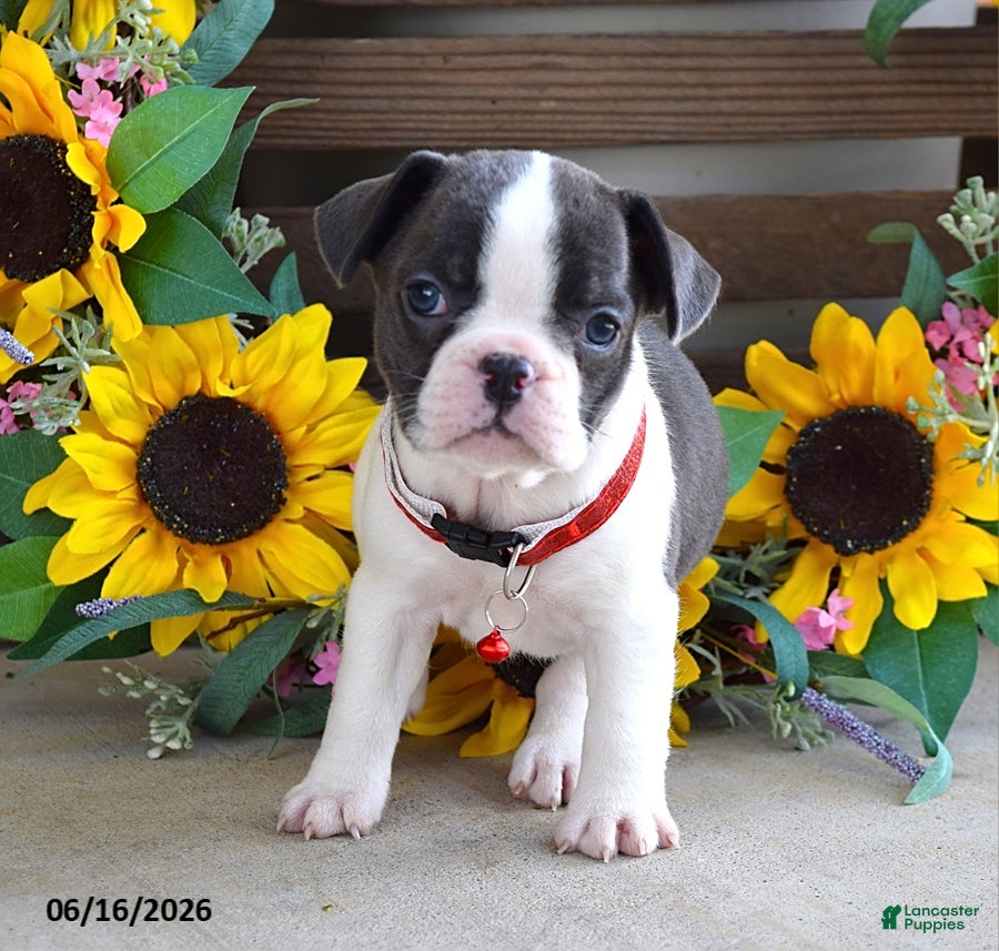 Frug dogs Jane - Ad 2