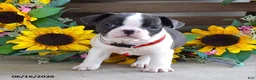 Frug dogs for sale: Jane - Ad 2