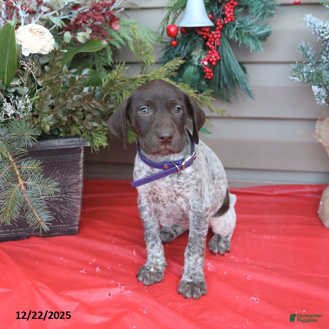 German Shorthaired Pointer dogs for sale: Dolly - Ad 3