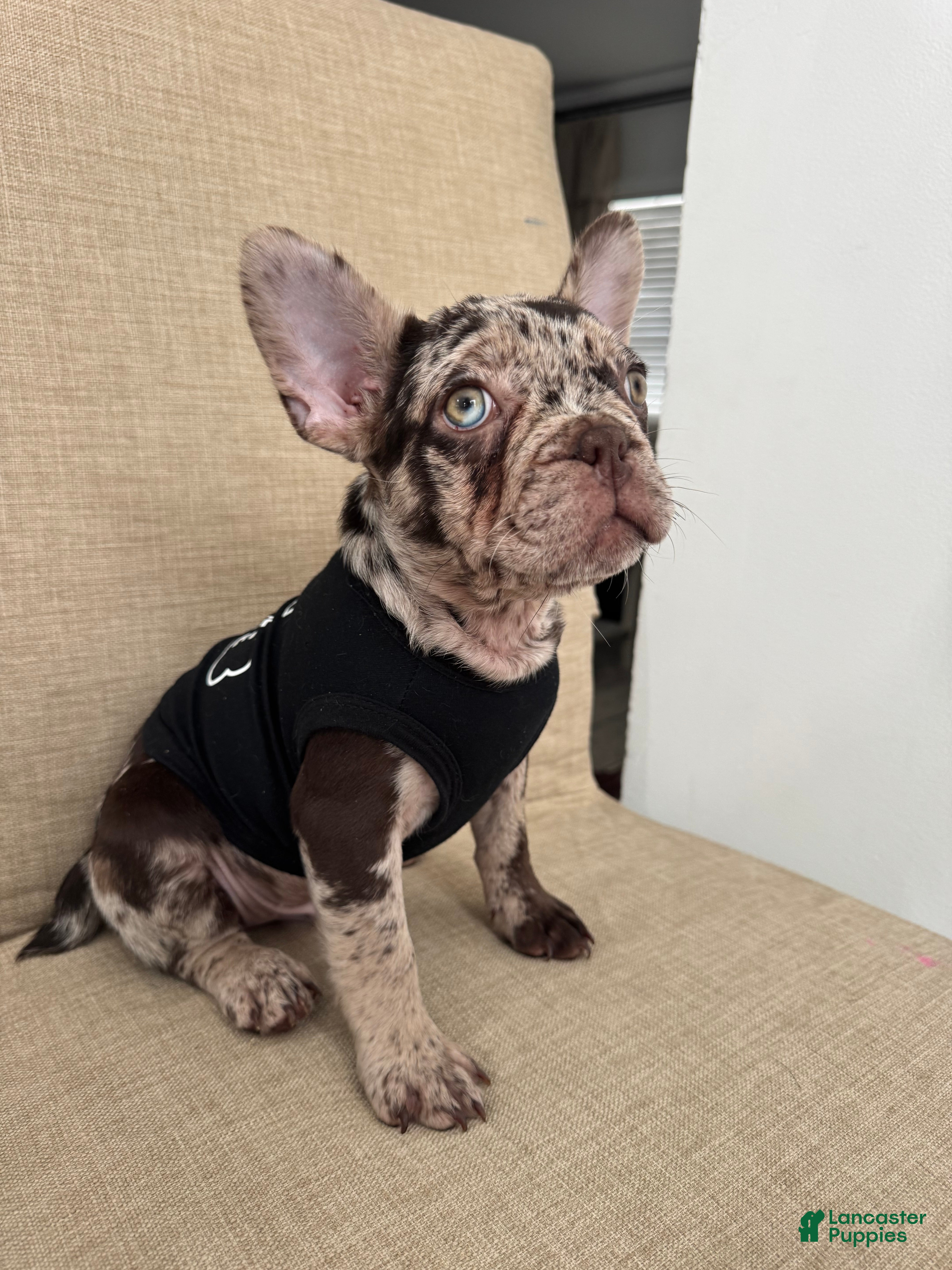French Bulldog dogs French Bulldog Puppy 1 - Ad 2