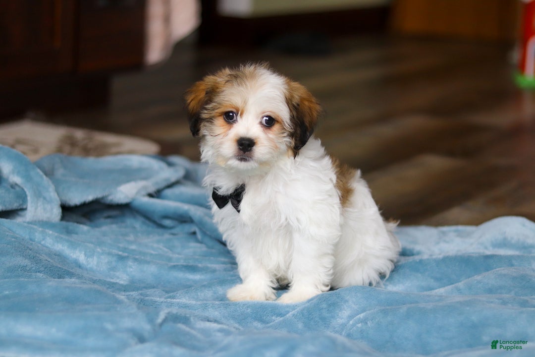 Teddy Bear dogs for sale: Ian - Ad 7