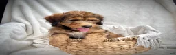 Bernedoodle dogs for sale: Sadie - Ad 5