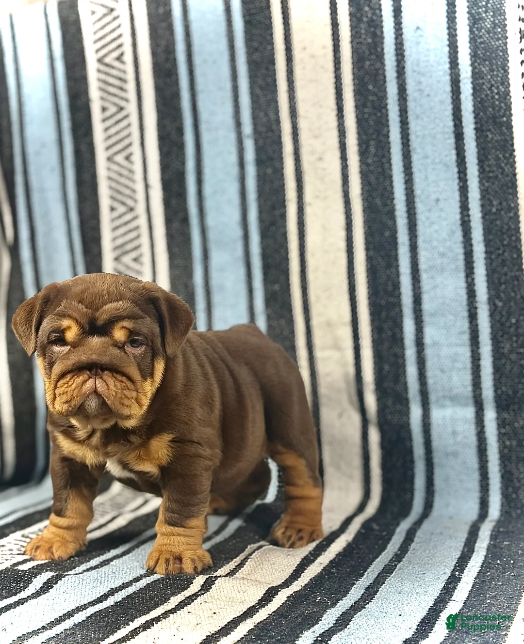 English Bulldog dogs for sale: Jules - Ad 5