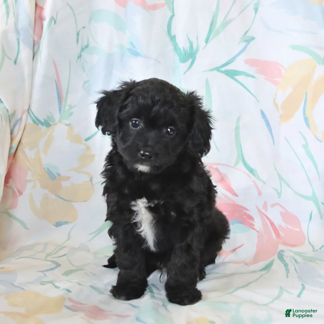 Mini Aussiedoodle dogs for sale: Pluto - Ad 3