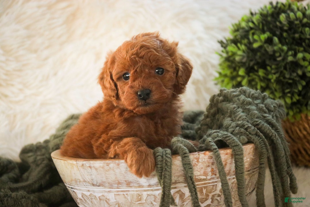 Miniature Poodle dogs for sale: Farley - Ad 3