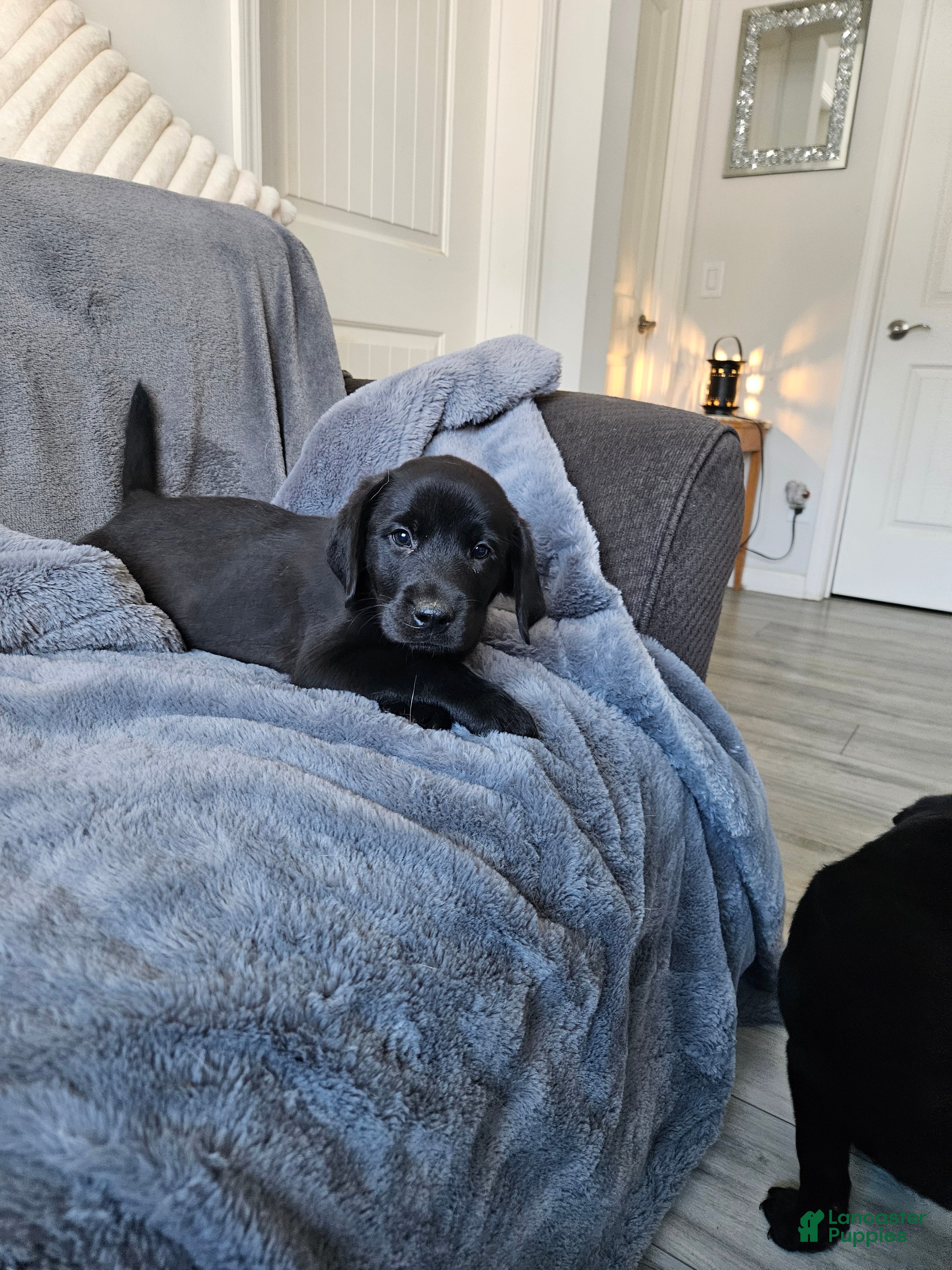 Labrador Retriever dogs Labrador Retriever Puppy 6 - Ad 1