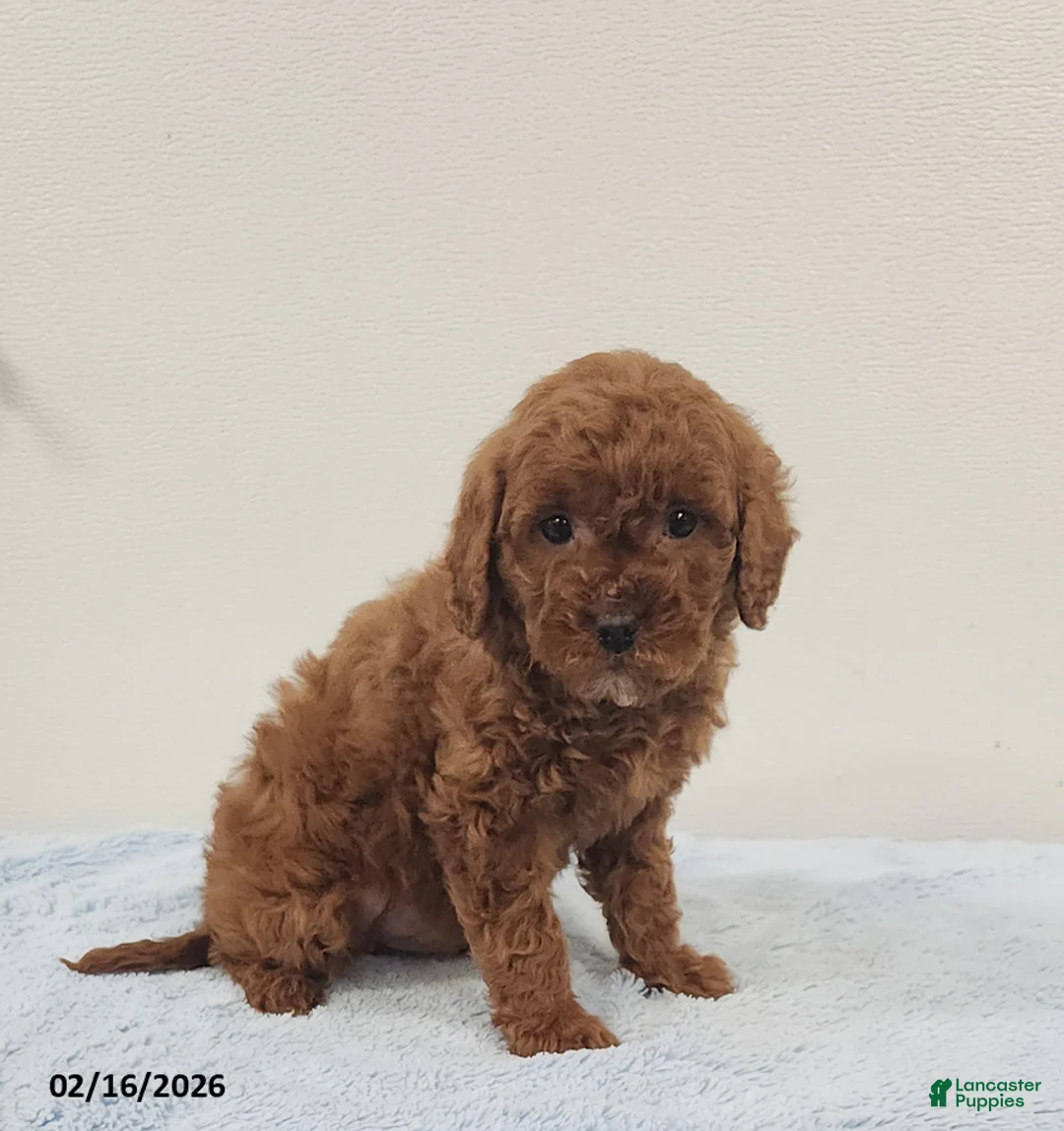 Mini Goldendoodle dogs for sale: Rambo - Ad 3
