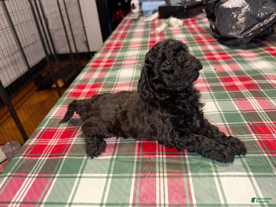 Yorkiepoo dogs for sale: Yorkiepoo Puppy 3 - Ad 2
