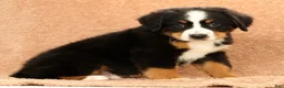 Bernese Mountain Dog dogs for sale: Zack - Ad 6