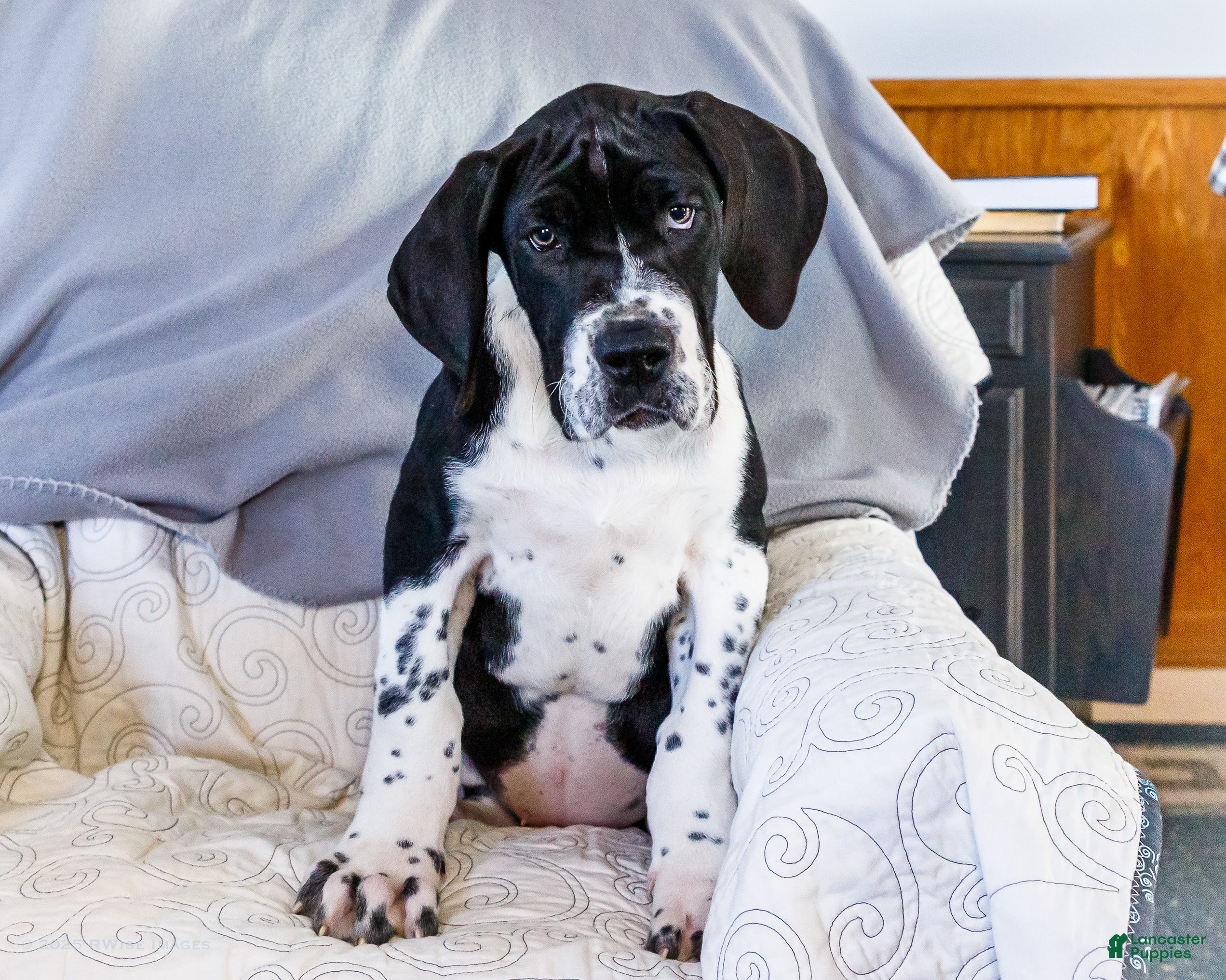 Great Dane dogs Cookie - Ad 17