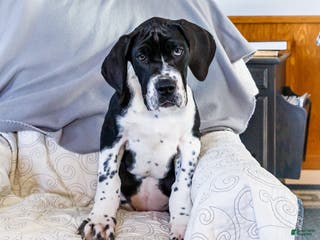 Great Dane dogs Cookie - Ad 14