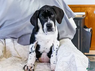 Great Dane dogs Cookie - Ad 3