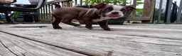 Boston Terrier dogs for sale: Pebbie - Ad 5