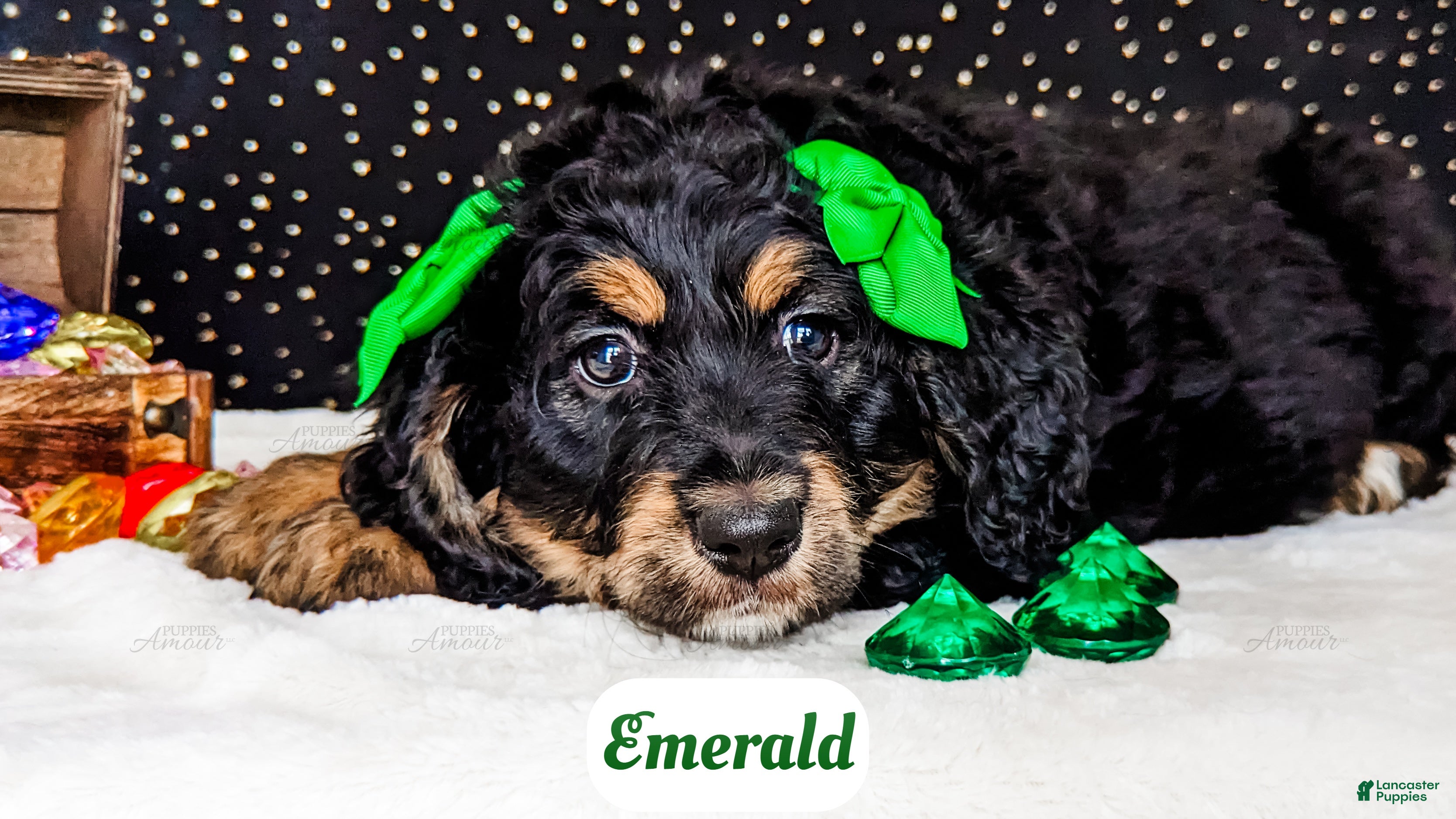 Bernedoodle dogs Emerald - Ad 1