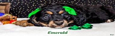 Emerald