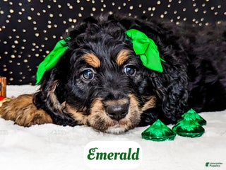Bernedoodle dogs Emerald - Ad 3