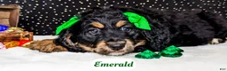 Bernedoodle dogs for sale: Emerald - Ad 2