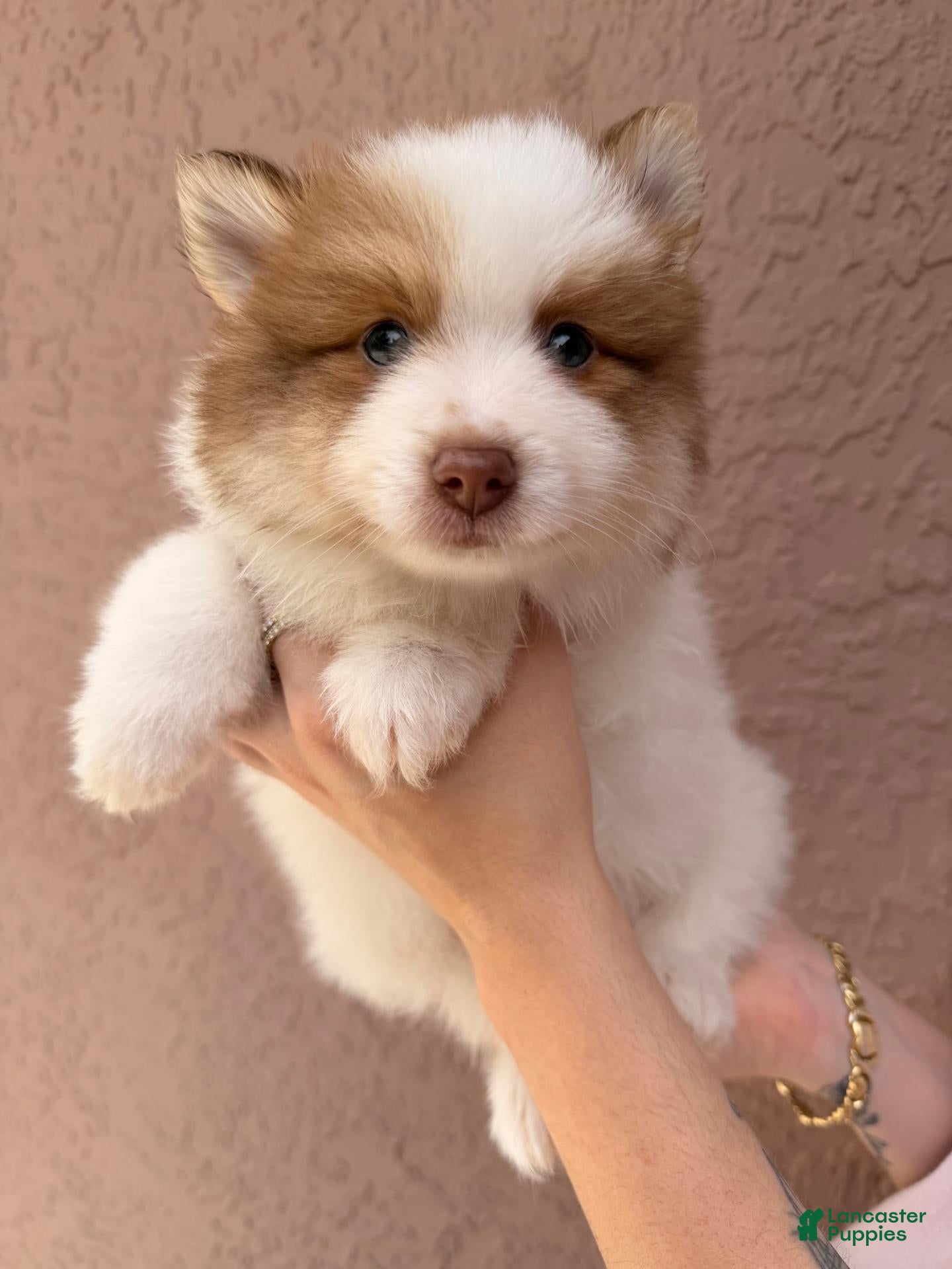 Pomsky dogs Simon - Ad 1