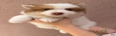 Simon