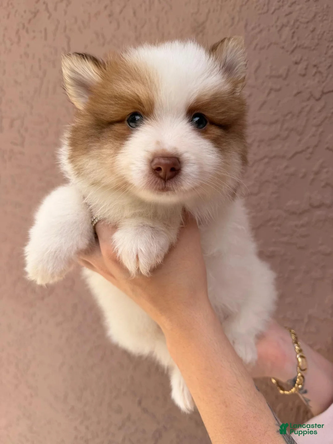 Pomsky dogs for sale: Simon - Ad 1