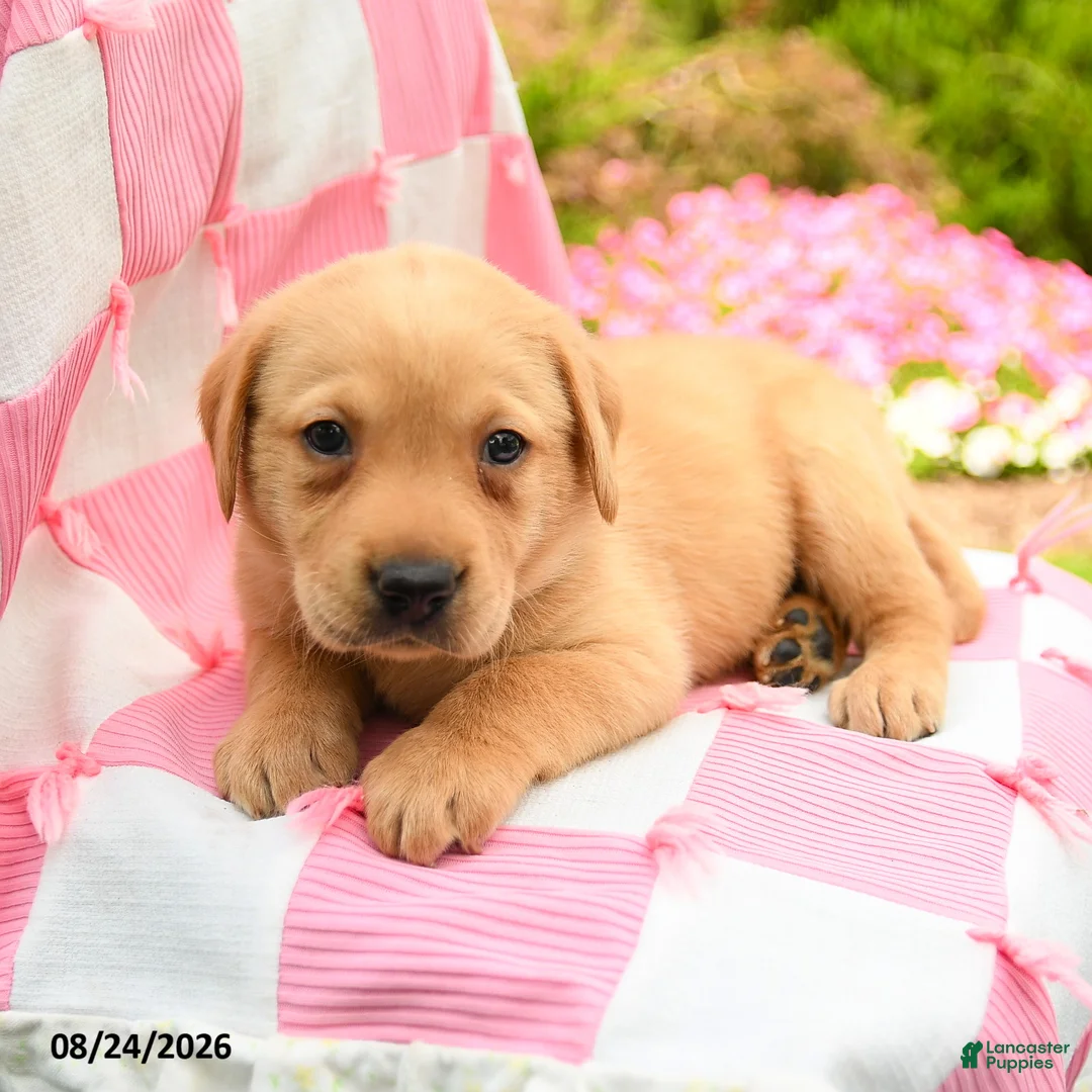 Labrador Retriever dogs for sale: Gavin - Ad 3