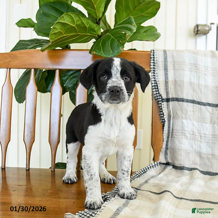 Mixed Breed dogs Star - Ad 6