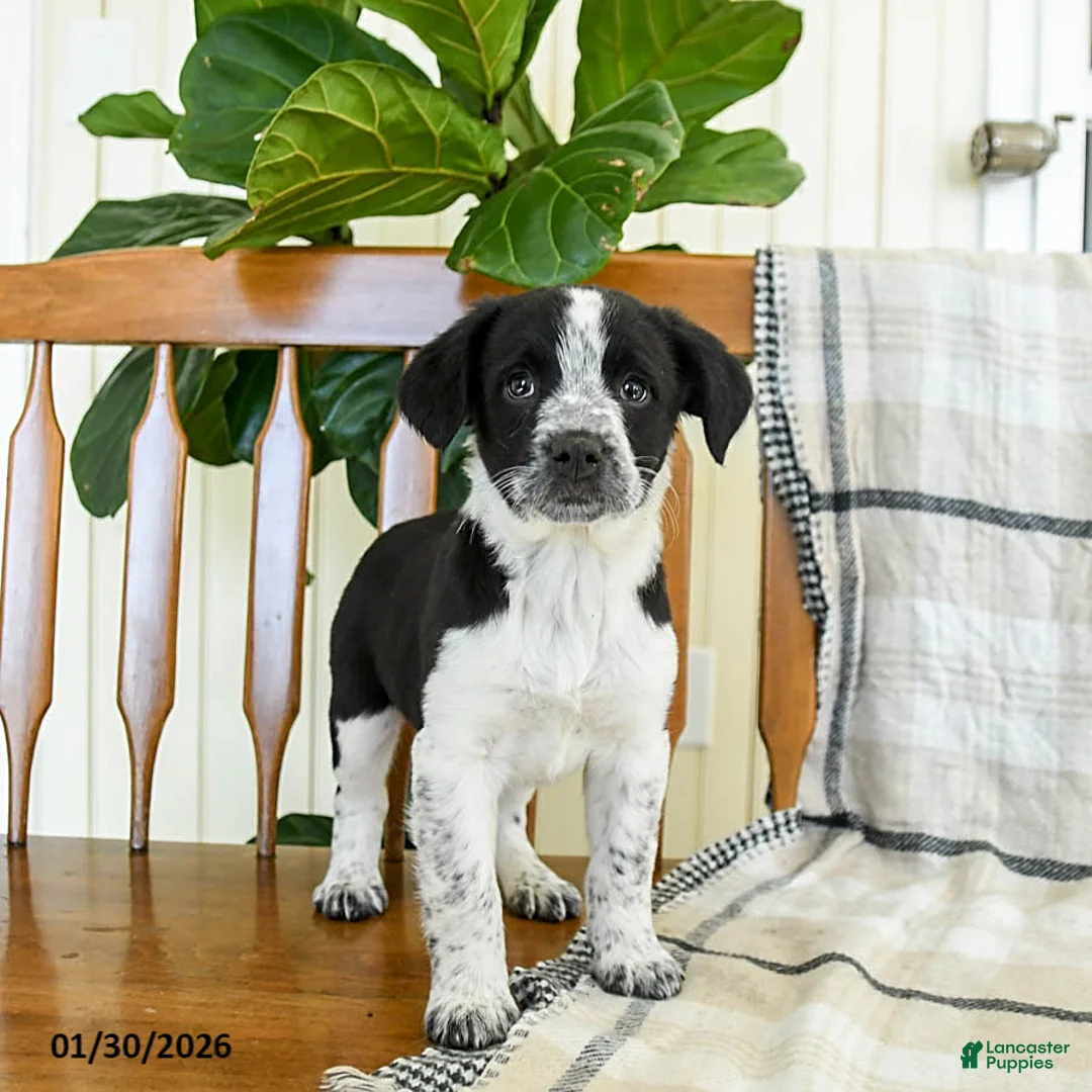 Mixed Breed dogs for sale: Star - Ad 1