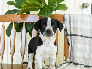 Mixed Breed dogs Star - Ad 6