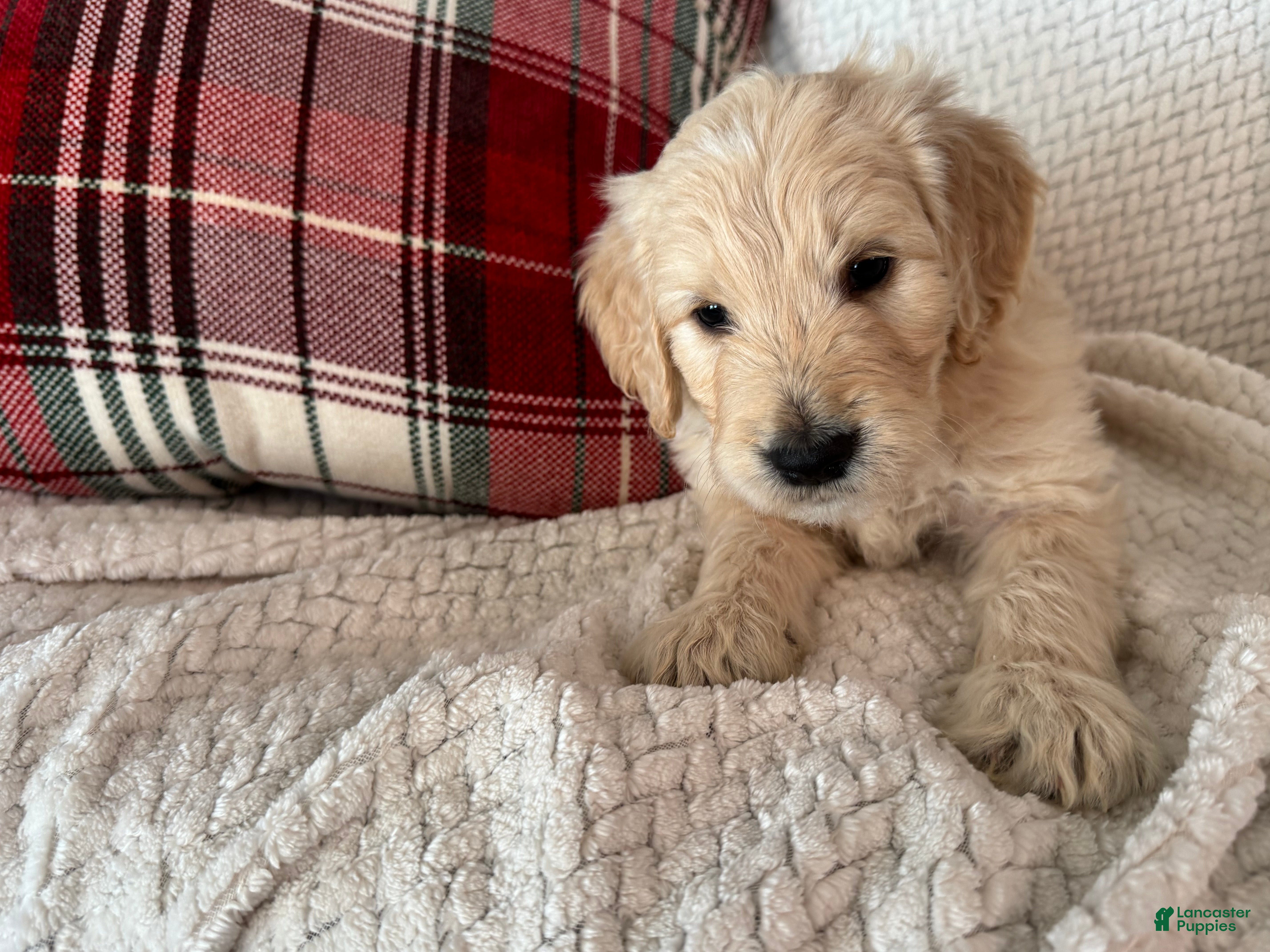 Goldendoodle dogs 🐾 Bjourn – Thoughtful, Loving & Full of Personality 🐾 - Ad 12