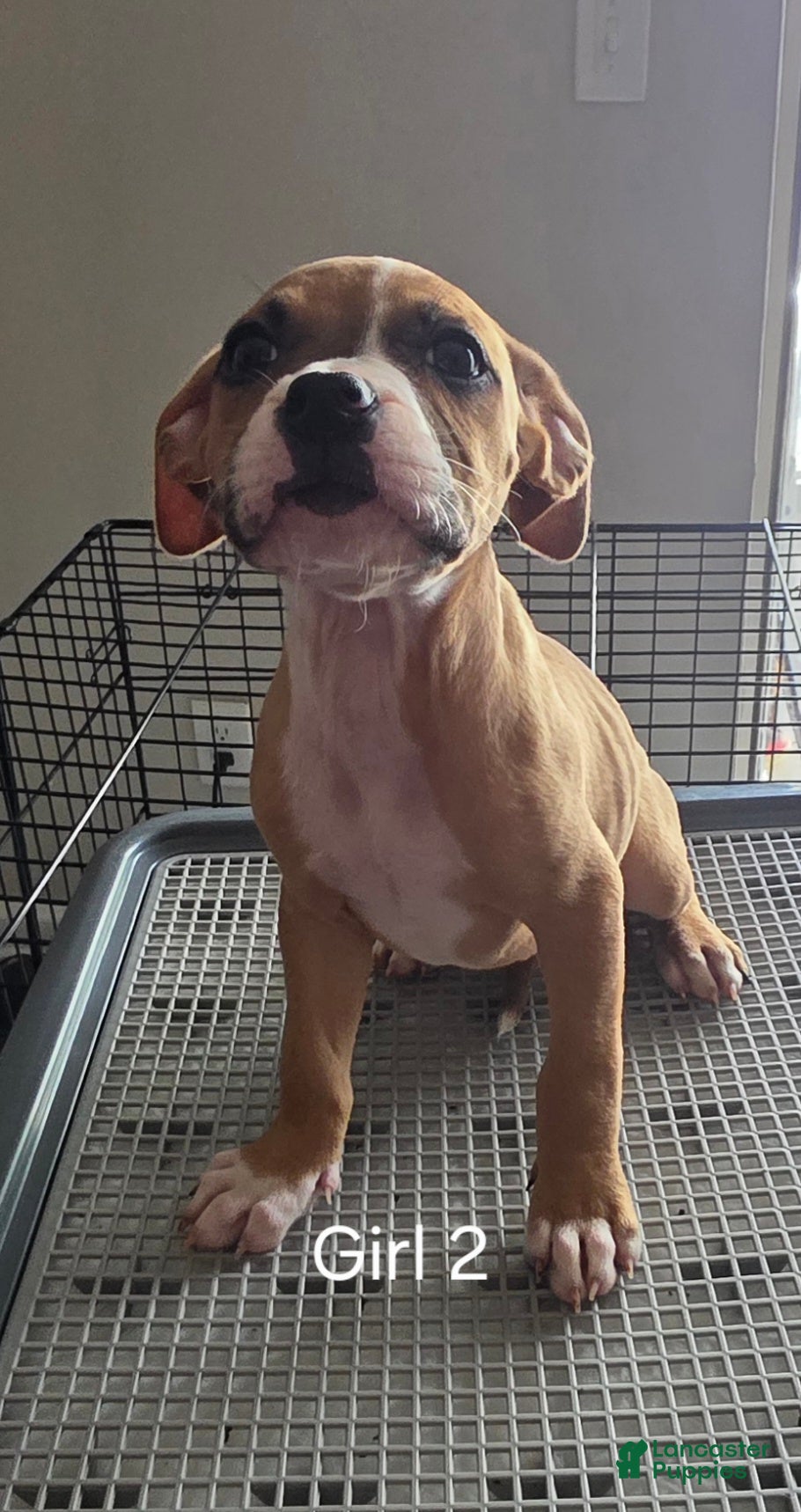 Mixed Breed dogs Sweet Tartz - Ad 1