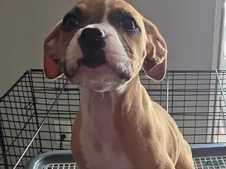 Mixed Breed dogs for sale: Sweet Tartz - Ad 3