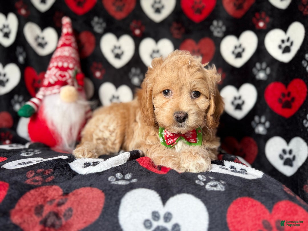 Cockapoo dogs for sale: Stocking - Ad 5