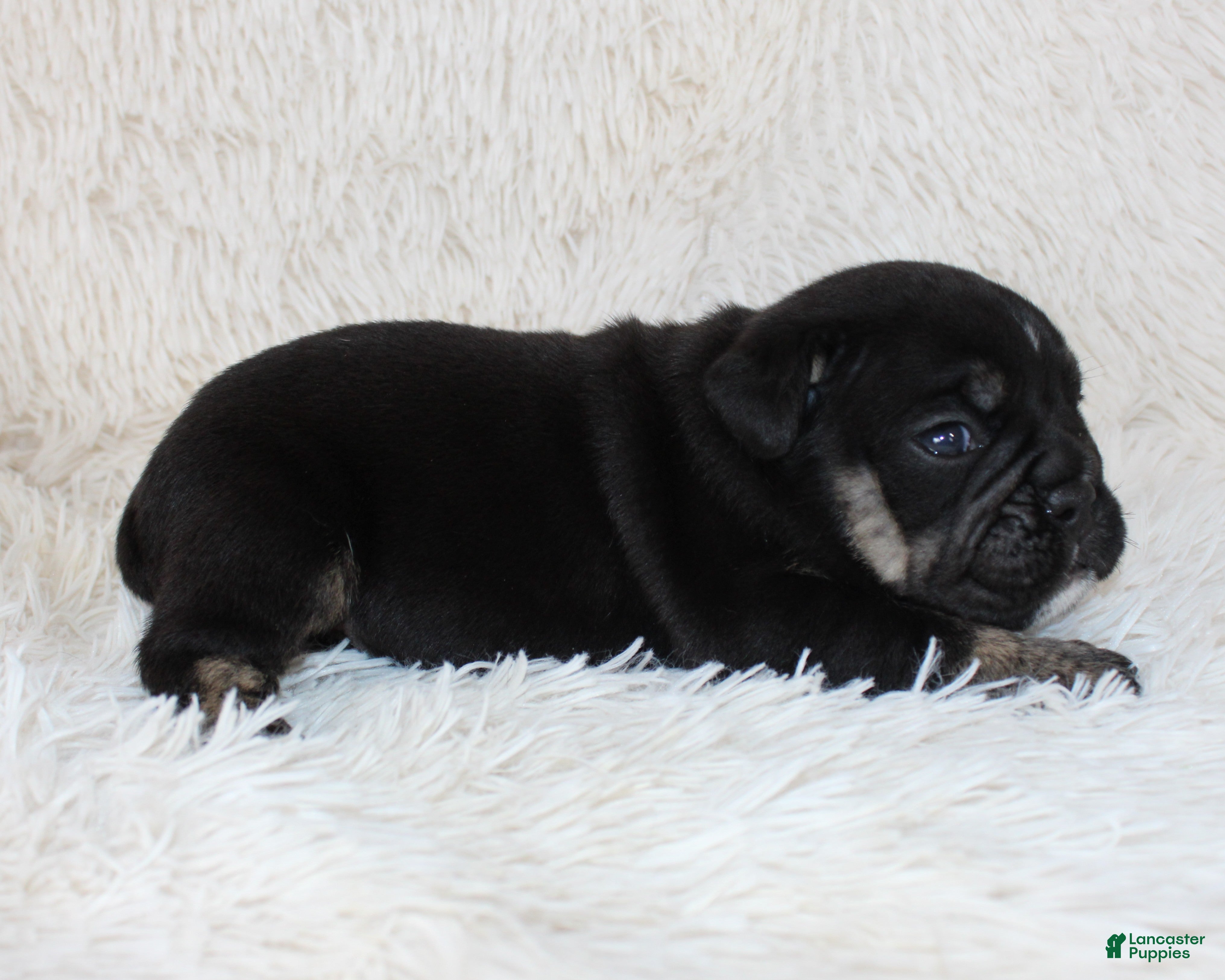 English Bulldog dogs Mack - Ad 2