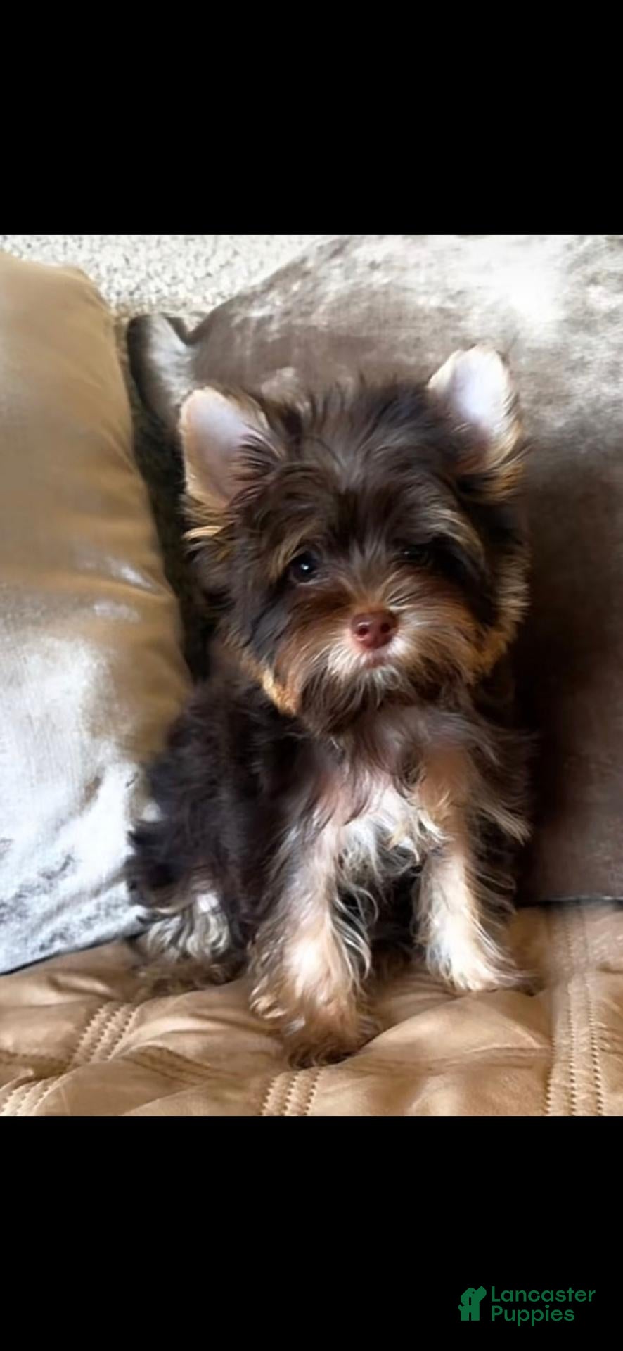 Yorkshire Terrier dogs Yorkshire Terrier 1 - Ad 27