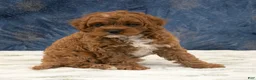 Cavapoo dogs for sale: Oscar - Ad 4