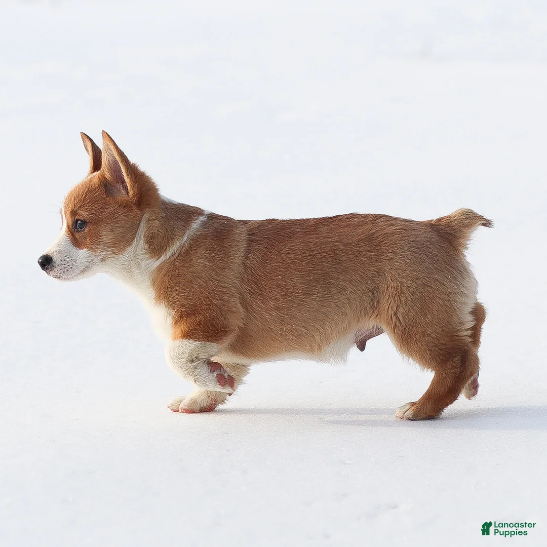 Welsh Corgi Pembroke dogs for sale: Karson Welsh Corgi Pembroke - Ad 8