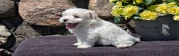 Havanese dogs for sale: Tyson - Ad 5