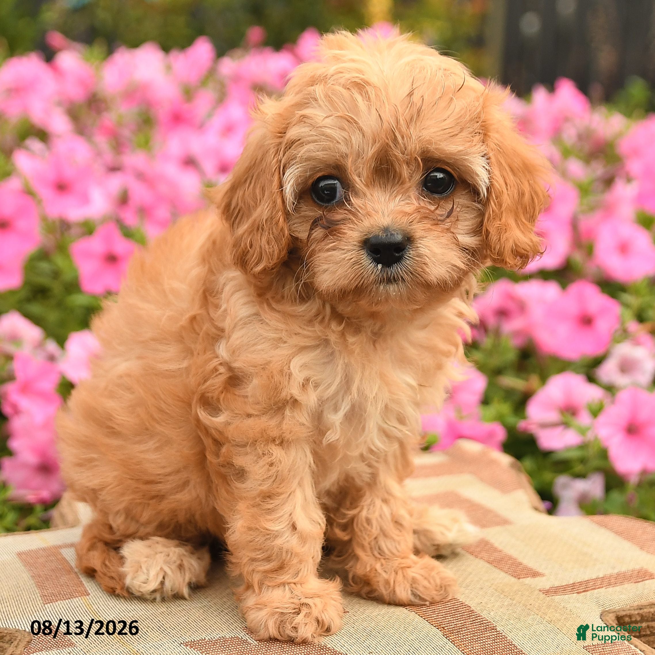 Cavapoo dogs Coco  - Ad 2