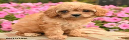 Cavapoo dogs for sale: Coco  - Ad 2