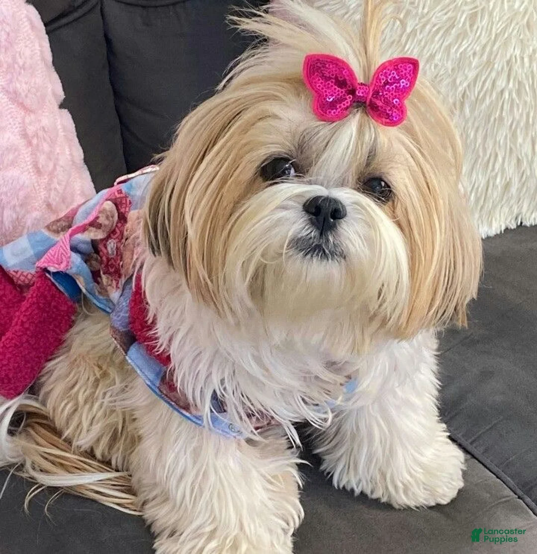 Shih Tzu dogs for sale: Shih Tzu female  - Ad 4
