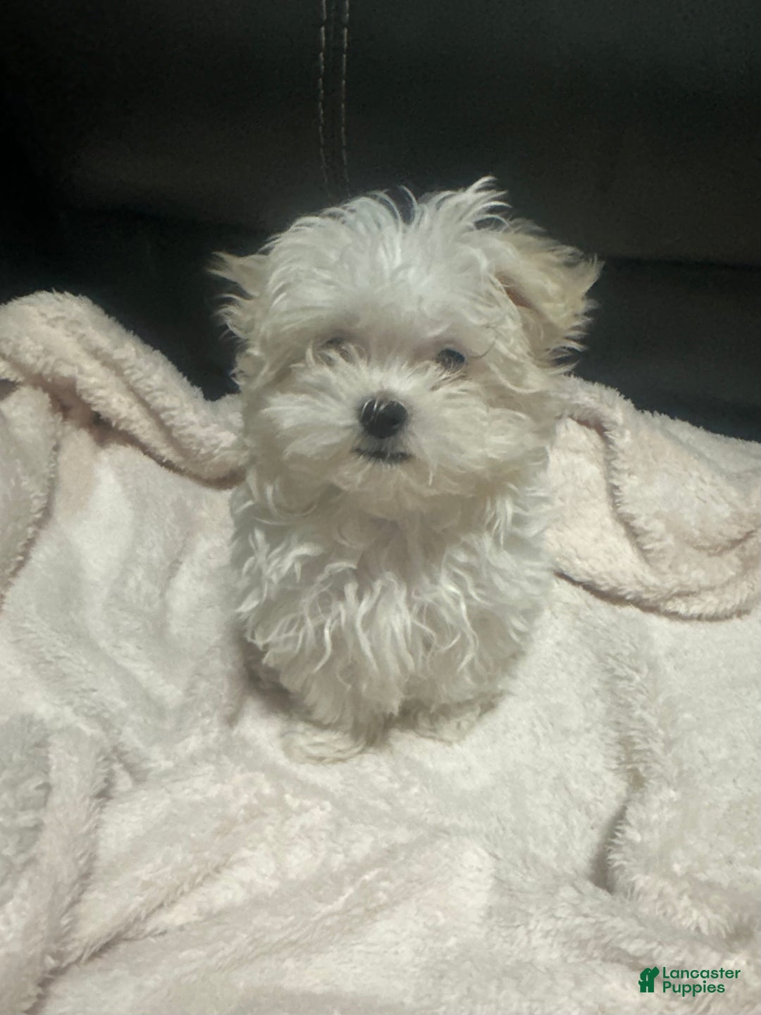 Maltese dogs for sale: Daisy - Ad 1