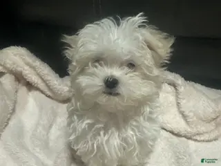 Maltese dogs Daisy - Ad 23