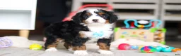 Mini Bernedoodle dogs for sale: Chase - Ad 5