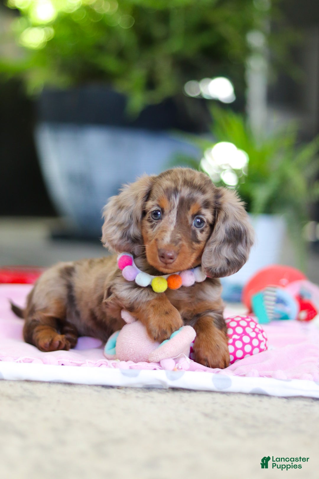 Dachshund dogs for sale: Avery - Ad 10