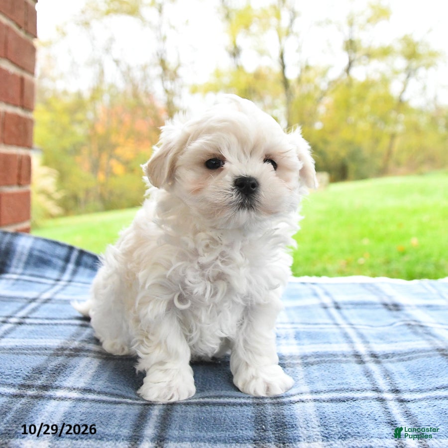 Maltese dogs for sale: Finn - Ad 2