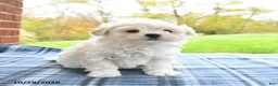 Maltese dogs for sale: Finn - Ad 2