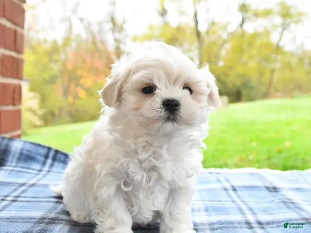 Maltese dogs for sale: Finn - Ad 2