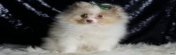 Pomeranian dogs for sale: Chai - Ad 5